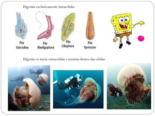 Digestão exclusivamente intracelular Digestão se inicia extracelular e termina dentro das células 