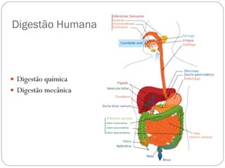 Digestão Humana Digestão química  Digestão mecânica 