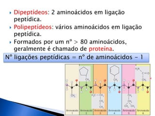  Dipeptídeos: 2 aminoácidos em ligação
peptídica.
 Polipeptídeos: vários aminoácidos em ligação
peptídica.
 Formados por um nº > 80 aminoácidos,
geralmente é chamado de proteína.
Nº ligações peptídicas = nº de aminoácidos - 1
 