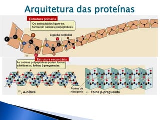 Arquitetura das proteínas
 