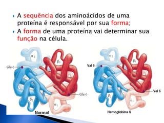  A sequência dos aminoácidos de uma
proteína é responsável por sua forma;
 A forma de uma proteína vai determinar sua
função na célula.
 