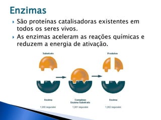  São proteínas catalisadoras existentes em
todos os seres vivos.
 As enzimas aceleram as reações químicas e
reduzem a energia de ativação.
Enzimas
 