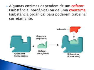  Algumas enzimas dependem de um cofator
(substância inorgânica) ou de uma coenzima
(substância orgânica) para poderem trabalhar
corretamente.
 