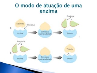 O modo de atuação de uma
enzima
 