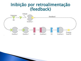 Inibição por retroalimentação
(feedback)
 