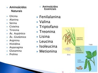  Aminoácidos
Naturais
 Aminoácidos
Essenciais
 Glicina
 Alanina
 Serina
 Cisteína
 Tirosina
 Ác. Aspártico
 Ác. Glutâmico
 Arginina
 Histidina
 Asparagina
 Glutamina
 Prolina
 Fenilalanina
 Valina
 Triptofano
 Treonina
 Lisina
 Leucina
 Isoleucina
 Metionina
 