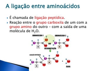 A ligação entre aminoácidos
 É chamada de ligação peptídica.
 Reação entre o grupo carboxila de um com a
grupo amino do outro – com a saída de uma
molécula de H2O.
 