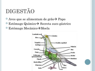 DIGESTÃO
 Aves que se alimentam de grão Papo
 Estômago Químico Secreta suco gástrico
 Estômago MecânicoMoela
 