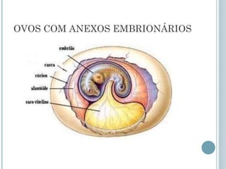 OVOS COM ANEXOS EMBRIONÁRIOS
 