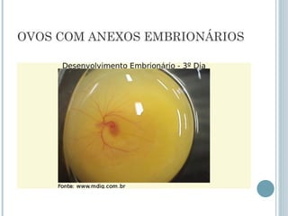 OVOS COM ANEXOS EMBRIONÁRIOS
 