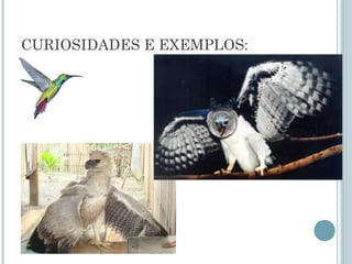 CURIOSIDADES E EXEMPLOS:
 