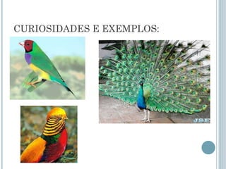CURIOSIDADES E EXEMPLOS:
 