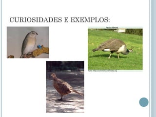 CURIOSIDADES E EXEMPLOS:
 
