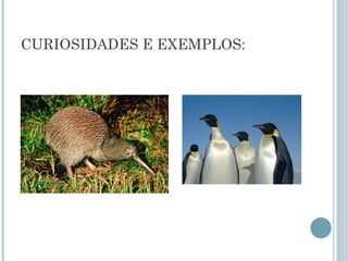 CURIOSIDADES E EXEMPLOS:
 