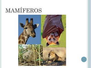 MAMÍFEROS
 