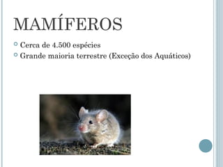 MAMÍFEROS
 Cerca de 4.500 espécies
 Grande maioria terrestre (Exceção dos Aquáticos)
 