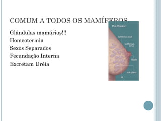 COMUM A TODOS OS MAMÍFEROS
Glândulas mamárias!!!
Homeotermia
Sexos Separados
Fecundação Interna
Excretam Uréia
 