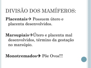 DIVISÃO DOS MAMÍFEROS:
Placentais Possuem útero e
placenta desenvolvidos.
MarsupiaisÚtero e placenta mal
desenvolvidos, término da gestação
no marsúpio.
Monotremados Põe Ovos!!!
 