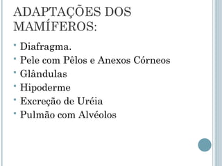 ADAPTAÇÕES DOS
MAMÍFEROS:
 Diafragma.
 Pele com Pêlos e Anexos Córneos
 Glândulas
 Hipoderme
 Excreção de Uréia
 Pulmão com Alvéolos
 