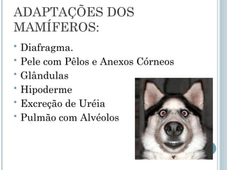 ADAPTAÇÕES DOS
MAMÍFEROS:
 Diafragma.
 Pele com Pêlos e Anexos Córneos
 Glândulas
 Hipoderme
 Excreção de Uréia
 Pulmão com Alvéolos
 