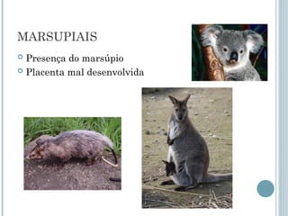 MARSUPIAIS
 Presença do marsúpio
 Placenta mal desenvolvida
 