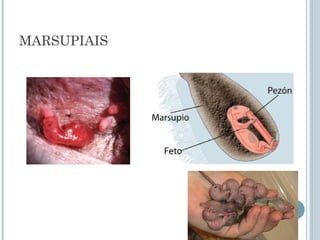 MARSUPIAIS
 