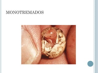 MONOTREMADOS
 