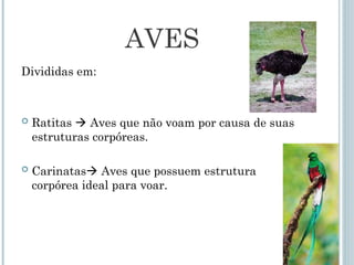 AVES
Divididas em:
 Ratitas  Aves que não voam por causa de suas
estruturas corpóreas.
 Carinatas Aves que possuem estrutura
corpórea ideal para voar.
 