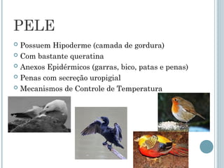 PELE
 Possuem Hipoderme (camada de gordura)
 Com bastante queratina
 Anexos Epidérmicos (garras, bico, patas e penas)
 Penas com secreção uropigial
 Mecanismos de Controle de Temperatura
 