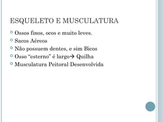 ESQUELETO E MUSCULATURA
 Ossos finos, ocos e muito leves.
 Sacos Aéreos
 Não possuem dentes, e sim Bicos
 Osso “esterno” é largo Quilha
 Musculatura Peitoral Desenvolvida
 