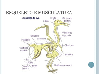 ESQUELETO E MUSCULATURA
 
