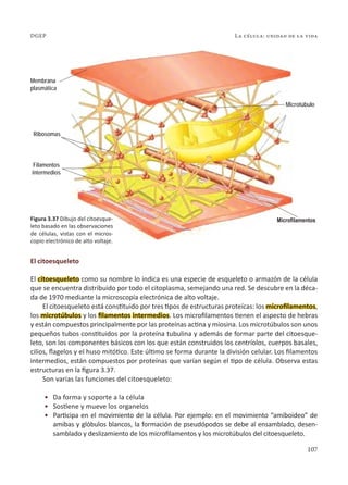 107
La célula: unidad de la vida
DGEP
El citoesqueleto
El citoesqueleto como su nombre lo indica es una especie de esqueleto o armazón de la célula
que se encuentra distribuido por todo el citoplasma, semejando una red. Se descubre en la déca-
da de 1970 mediante la microscopía electrónica de alto voltaje.
El citoesqueleto está constituido por tres tipos de estructuras proteícas: los microfilamentos,
los microtúbulos y los filamentos intermedios. Los microfilamentos tienen el aspecto de hebras
y están compuestos principalmente por las proteínas actina y miosina. Los microtúbulos son unos
pequeños tubos constituidos por la proteína tubulina y además de formar parte del citoesque-
leto, son los componentes básicos con los que están construidos los centríolos, cuerpos basales,
cilios, flagelos y el huso mitótico. Este último se forma durante la división celular. Los filamentos
intermedios, están compuestos por proteínas que varían según el tipo de célula. Observa estas
estructuras en la figura 3.37.
Son varias las funciones del citoesqueleto:
•	 Da forma y soporte a la célula
•	 Sostiene y mueve los organelos
•	 Participa en el movimiento de la célula. Por ejemplo: en el movimiento “amiboideo” de
amibas y glóbulos blancos, la formación de pseudópodos se debe al ensamblado, desen-
samblado y deslizamiento de los microfilamentos y los microtúbulos del citoesqueleto.
Microfilamentos
Filamentos
intermedios
Microtúbulo
Membrana
plasmática
Ribosomas
Figura 3.37 Dibujo del citoesque-
leto basado en las observaciones
de células, vistas con el micros-
copio electrónico de alto voltaje.
 