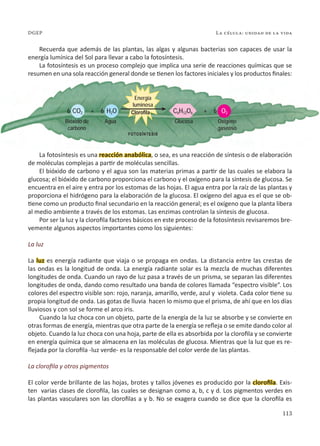 113
La célula: unidad de la vida
DGEP
Recuerda que además de las plantas, las algas y algunas bacterias son capaces de usar la
energía lumínica del Sol para llevar a cabo la fotosíntesis.
La fotosíntesis es un proceso complejo que implica una serie de reacciones químicas que se
resumen en una sola reacción general donde se tienen los factores iniciales y los productos finales:
La fotosíntesis es una reacción anabólica, o sea, es una reacción de síntesis o de elaboración
de moléculas complejas a partir de moléculas sencillas.
El bióxido de carbono y el agua son las materias primas a partir de las cuales se elabora la
glucosa; el bióxido de carbono proporciona el carbono y el oxígeno para la síntesis de glucosa. Se
encuentra en el aire y entra por los estomas de las hojas. El agua entra por la raíz de las plantas y
proporciona el hidrógeno para la elaboración de la glucosa. El oxígeno del agua es el que se ob-
tiene como un producto final secundario en la reacción general; es el oxígeno que la planta libera
al medio ambiente a través de los estomas. Las enzimas controlan la síntesis de glucosa.
Por ser la luz y la clorofila factores básicos en este proceso de la fotosíntesis revisaremos bre-
vemente algunos aspectos importantes como los siguientes:
La luz
La luz es energía radiante que viaja o se propaga en ondas. La distancia entre las crestas de
las ondas es la longitud de onda. La energía radiante solar es la mezcla de muchas diferentes
longitudes de onda. Cuando un rayo de luz pasa a través de un prisma, se separan las diferentes
longitudes de onda, dando como resultado una banda de colores llamada “espectro visible”. Los
colores del espectro visible son: rojo, naranja, amarillo, verde, azul y violeta. Cada color tiene su
propia longitud de onda. Las gotas de lluvia hacen lo mismo que el prisma, de ahí que en los días
lluviosos y con sol se forme el arco iris.
Cuando la luz choca con un objeto, parte de la energía de la luz se absorbe y se convierte en
otras formas de energía, mientras que otra parte de la energía se refleja o se emite dando color al
objeto. Cuando la luz choca con una hoja, parte de ella es absorbida por la clorofila y se convierte
en energía química que se almacena en las moléculas de glucosa. Mientras que la luz que es re-
flejada por la clorofila -luz verde- es la responsable del color verde de las plantas.
La clorofila y otros pigmentos
El color verde brillante de las hojas, brotes y tallos jóvenes es producido por la clorofila. Exis-
ten varias clases de clorofila, las cuales se designan como a, b, c y d. Los pigmentos verdes en
las plantas vasculares son las clorofilas a y b. No se exagera cuando se dice que la clorofila es
6 6
Bióxido de
carbono
Oxígeno
gaseoso
Agua Glucosa
fotosíntesis
6
+ +
CO2 O2
H2O C6H12O6
Energía
luminosa
Clorofila
 