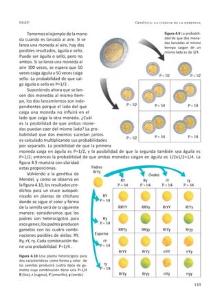 143
Genética: la ciencia de la herencia
DGEP
Figura 4.9 La probabili-
dad de que dos mone-
das lanzadas al mismo
tiempo caigan de un
mismo lado es de 1/4.
Tomemos el ejemplo de la mone-
da cuando es lanzada al aire. Si se
lanza una moneda al aire, hay dos
posibles resultados, águila o sello.
Puede ser águila o sello, pero no
ambos. Si se lanza una moneda al
aire 100 veces, se espera que 50
veces caiga águila y 50 veces caiga
sello. La probabilidad de que cai-
ga águila o sello es P=1/2 .
Suponiendo ahora que se lan-
cen dos monedas al mismo tiem-
po, los dos lanzamientos son inde-
pendientes porque el lado del que
caiga una moneda no influirá en el
lado que caiga la otra moneda. ¿Cuál
es la posibilidad de que ambas mone-
das puedan caer del mismo lado? La pro-
babilidad que dos eventos sucedan juntos
es calculado multiplicando sus probabilidades
por separado. La posibilidad de que la primera
moneda caiga en águila es P=1/2, y la posibilidad de que la segunda también sea águila es
P=1/2; entonces la probabilidad de que ambas monedas caigan en águila es 1/2x1/2=1/4. La
figura 4.9 muestra con claridad
estas proporciones.
Volviendo a la genética de
Mendel, y como se observa en
la figura 4.10, los resultados pre-
dichos para un cruce autopoli-
nizado en plantas de chícharo
donde se sigue el color y forma
de la semilla será de la siguiente
manera: consideramos que los
padres son heterocigotos para
esos genes; los padres producen
gametos con las cuatro combi-
naciones posibles de alelos: RY,
Ry, rY, ry. Cada combinación tie-
ne una probabilidad P=1/4 .
Figura 4.10 Una planta heterocigota para
dos características como forma y color de
las semillas producirá cuatro tipos de ga-
metos cuya combinación tiene una P=1/4
R (lisa), r (rugosa), Y (amarillo), y (verde).
P = 1/2
P = 1/2
P = 1/2
Padres
RrYy
RY
P = 1/4
RY
P = 1/4
Ry
P = 1/4
rY
P = 1/4
ry
P = 1/4
Ry
P = 1/4
rY
P = 1/4
ry
P = 1/4
Óvulos
RRYY
RRYy
RrYY
RrYy
RRYy
RRyy
RrYy
Rryy
RrYY
RrYy
rrYY
rrYy
RrYy
Rryy
rrYy
rryy
P = 1/4
P = 1/4
P = 1/4
P = 1/4
P = 1/2
Esperma
 