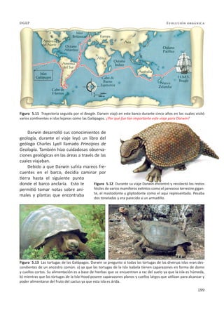 199
Evolución orgánica
DGEP
Darwin desarrolló sus conocimientos de
geología, durante el viaje leyó un libro del
geólogo Charles Lyell llamado Principios de
Geología. También hizo cuidadosas observa-
ciones geológicas en las áreas a través de las
cuales viajaban.
Debido a que Darwin sufría mareos fre-
cuentes en el barco, decidía caminar por
tierra hasta el siguiente punto
donde el barco anclaría. Esto le
permitió tomar notas sobre ani-
males y plantas que encontraba
Figura 5.11 Trayectoria seguida por el Beagle. Darwin viajó en este barco durante cinco años en los cuales visitó
varios continentes e islas lejanas como las Galápagos. ¿Por qué fue tan importante este viaje para Darwin?
Figura 5.12 Durante su viaje Darwin encontró y recolectó los restos
fósiles de varios mamíferos extintos como el perezoso terrestre gigan-
te, el mastodonte y gliptodonte como el aqui representado. Pesaba
dos toneladas y era parecido a un armadillo.
Figura 5.13 Las tortugas de las Galápagos. Darwin se pregunto si todas las tortugas de las diversas islas eran des-
cendientes de un ancestro común. a) ya que las tortugas de la Isla Isabela tienen caparazones en forma de domo
y cuellos cortos. Su alimentación es a base de hierbas que se encuentran a raz del suelo ya que la isla es húmeda,
b) mientras que las tortugas de la Isla Hood poseen caparazones planos y cuellos largos que utilizan para alcanzar y
poder alimentarse del fruto del cactus ya que esta isla es árida.
 