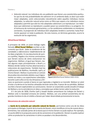 202
Unidad 5 UAS
•	 Selección natural. Los individuos de una población que tienen una característica particu-
lar que les da más probabilidades de sobrevivir en un ambiente dado; es decir que están
mejor adaptados, serán seleccionados naturalmente sobre aquellos individuos menos
adaptados. La selección natural actúa como un filtro que separa a los individuos menos
adaptados y permite que sólo los más adaptados sobrevivan y se reproduzcan. Los indivi-
duos que sobreviven se reproducen y pueden pasar sus características a su progenie. En
el transcurso de numerosas generaciones, y si las condiciones ambientales se mantienen
constantes, la proporción de individuos bien adaptados tenderá a aumentar, hasta final-
mente aparecer en toda la población. De esta manera, en términos generales, ocurre la
evolución de los organismos.
Alfred Russel Wallace
A principios de 1858, un joven biólogo inglés
llamado Alfred Russel Wallace escribió un do-
cumento que tituló Sobre la tendencia de las
variedades a diferenciarse indefinidamente de
los tipos originales. En ese documento de quin-
ce cuartillas, llegaba a las mismas conclusiones
que Darwin acerca de cómo evolucionan los
organismos. Wallace, al igual que Darwin, rea-
lizó algunos viajes principalmente a Brasil y a
Malasia donde realizó muchas observaciones y
colecciones de especímenes. También leyó las
publicaciones de Malthus, Humboldt, Lyell y al
mismo Darwin. Wallace no presentó un cúmulo
de pruebas documentales debido a que trágica-
mente sus notas y sus especímenes colectados
durante cuatro años en los ríos Amazonas y Ori-
noco se quemaron cuando el barco en que regresaba a Inglaterra se incendió. Wallace se salvó
al estar a la deriva en las lanchas salvavidas durante varios días. A pesar de sus pérdidas, Wallace
escribió a Darwin explicándole sus conclusiones. Darwin se sorprendió cuando estudió el trabajo
de Wallace y vio la coincidencia en ideas y conceptos que ambos tenían sobre la evolución.
El 1 de julio de 1858, Charles Lyell y Joseph Hooker presentaron los trabajos de Darwin y
Wallace ante la Sociedad Linneana de Londres. Wallace, con una actitud característica de los
grandes hombres le dio el crédito a Darwin por haber desarrollado primeramente la teoría.
Mecanismos de selección natural
La teoría de la evolución por selección natural de Darwin, permanece como una de las ideas
principales en Biología. A partir de la muerte de Darwin, otros científicos a la luz de nuevos descu-
brimientos, han aclarado partes de la teoría que el mismo Darwin no pudo explicar. Por ejemplo,
un punto débil es la propuesta acerca de las variaciones en la población. Darwin no podía explicar
cómo se producían las variaciones ni cómo se pasaban a los descendientes.
Figura 5.14 Alfred Russel Wallace (1823-1913).
 