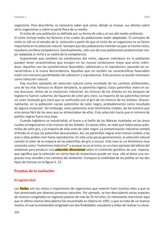 204
Unidad 5 UAS
organismo. Para describirlo, es necesario saber qué come, dónde se mueve, sus efectos sobre
otros organismos y sobre la parte física de su medio.
El nicho de una población es definida por su forma de vida y el uso del medio ambiente.
El nicho incluye todos los factores a los cuales las poblaciones están adaptadas. El concepto de
nicho es útil en el estudio de la evolución a partir de que el nicho de un organismo es un factor
importante en la selección natural. Siempre que dos poblaciones intenten ocupar el mismo nicho,
resultará una fiera competencia. Eventualmente, sólo una de esas poblaciones probará estar me-
jor adaptada al nicho y se saldrá de la competencia.
Suponiendo que cambien las condiciones del nicho, algunos individuos en la población
pueden tener características que encajen en las nuevas condiciones mejor que otros indivi-
duos. Aquellos con las características favorables, sobreviven y se reproducen, pasando las ca-
racterísticas a la nueva descendencia. Aquellos que no reciben las características favorables
están con menores posibilidades de sobrevivir y reproducirse. Este proceso se puede reconocer
como selección natural.
Hay muchos ejemplos de selección natural como resultado de los cambios ambientales,
uno de los más famosos es Biston betularia, la palomilla inglesa. Estas palomillas viven en zo-
nas boscosas. Antes de la revolución industrial, los troncos de los árboles en los bosques de
Inglaterra fueron cubiertos de líquenes de color gris claro. La mayoría de las palomillas tenían
un color moteado gris claro que se confundía con el gris de los troncos de los árboles. Ocasio-
nalmente, en la población nacían palomillas de color negro, probablemente como resultado
de alguna mutación. Sin embargo, estas palomillas eran fácilmente visibles, de tal manera que
eran presa fácil de las aves que se alimentaban de ellas. Esta selección hacía que el número de
polillas negras fuera muy bajo.
Cuando Inglaterra se industrializó, el humo y el hollín de las fábricas instaladas en las áreas
rurales ennegrecieron a los troncos de los árboles. En pocos años, se notó que había pocas palo-
millas de color gris, y la mayoría de ellas eran de color negro. La contaminación industrial cambió
el fondo en el que las palomillas descansaban. Así, las palomillas negras eran menos visibles a las
aves y ellas podían vivir hasta reproducirse. En sólo unas pocas generaciones, la selección natural
cambió el color de la mayoría de las palomillas de gris a oscuro. Este caso es un fenómeno muy
conocido como “melanismo industrial” y aunque no es el único, es un claro ejemplo del efecto del
ambiente para producir una selección direccional sobre el contenido genético de una especie,
que significa que la selección en cierto tipo de mutaciones puede ser muy alta al darse una res-
puesta muy sensible a los cambios del ambiente. Compara la visibilidad de las polillas en los dos
tipos de troncos en la figura 5. 15.
Pruebas de la evolución
El registro fósil
Los fósiles son los restos o impresiones de organismos que vivieron hace muchos años y que se
han preservado por diversos procesos naturales. Por ejemplo, se han descubierto varias especies
de mamuts congelados en regiones polares de más de 25 mil años. Es interesante mencionar aquí
que el último mamut descubierto fue encontrado en Siberia en 1997, y que se trata de un mamut
macho, el cual se mantendrá congelado con dos finalidades: estudiarlo y tratar de realizar su clona-
 