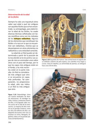 206
Unidad 5 UAS
Determinación de la edad
de los fósiles
Siempre ha sido una inquietud cómo
saber qué edad o qué tan antiguos
son aquellos fósiles que se han encon-
trado. La antropología, para determi-
nar la edad de los fósiles, ha usado
diversas técnicas sofisticadas con ba-
ses científicas como son los métodos
de los isótopos radiactivos. Algunos
de los elementos que constituyen los
fósiles o la roca en la que se encuen-
tran son radiactivos, mismos que se
descomponen en otros elementos no
radiactivos a una velocidad conocida.
La edad de un fósil puede ser de-
terminada a partir de la posición de
la roca donde se le encuentra. Las ca-
pas de roca se acomodan unas sobre
otras con el paso del tiempo, por lo
que las capas más antiguas están en
el fondo, y las más recien-
tes están en la parte más
alta. Un fósil es considera-
do más antiguo que otro
si se encuentra en capas
más profundas. Tal com-
paración, no proporciona
la edad, sólo nos indica
si un fósil es más antiguo
que otro.
Figura 5.19 Paleontólogo chino
con huevos fosilizados de diver-
sos dinosaurios. Al investigar los
nidos, huevos y embriones dentro
de ellos, se ha logrado saber mu-
cho acerca de la vida de los dino-
saurios. La mayoría de ellos vivie-
ron en el período Cretácico, entre
los 145 y 65 millones de años. Los
depósitos de huevos más ricos se
localizan en China, Mongolia, Ar-
gentina, India y en las grandes pla-
nicies de Norteamérica.
Figura 5.18 Esqueleto de mamut. Este animal tenía el aspecto de
un elefante cubierto de pelo espeso, con colmillos muy largos y
curvos. Vivía en rebaños y se alimentaba de plantas; se extinguió
hace unos 30 mil años.
 