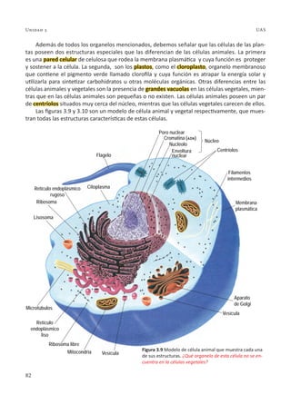 82
Unidad 3 UAS
Además de todos los organelos mencionados, debemos señalar que las células de las plan-
tas poseen dos estructuras especiales que las diferencian de las células animales. La primera
es una pared celular de celulosa que rodea la membrana plasmática y cuya función es proteger
y sostener a la célula. La segunda, son los plastos, como el cloroplasto, organelo membranoso
que contiene el pigmento verde llamado clorofila y cuya función es atrapar la energía solar y
utilizarla para sintetizar carbohidratos u otras moléculas orgánicas. Otras diferencias entre las
células animales y vegetales son la presencia de grandes vacuolas en las células vegetales, mien-
tras que en las células animales son pequeñas o no existen. Las células animales poseen un par
de centríolos situados muy cerca del núcleo, mientras que las células vegetales carecen de ellos.
Las figuras 3.9 y 3.10 son un modelo de célula animal y vegetal respectivamente, que mues-
tran todas las estructuras características de estas células.
Filamentos
intermedios
Membrana
plasmática
Flagelo
Citoplasma
Retículo endoplásmico
rugoso
Ribosoma
Lisosoma
Microtúbulos
Retículo
endoplásmico
liso
Ribosoma libre
Mitocondria Vesícula
Vesícula
Aparato
de Golgi
Envoltura
nuclear
Poro nuclear
Núcleo
Centríolos
Cromatina (adn)
Nucléolo
Figura 3.9 Modelo de célula animal que muestra cada una
de sus estructuras. ¿Qué organelo de esta célula no se en-
cuentra en la células vegetales?
 