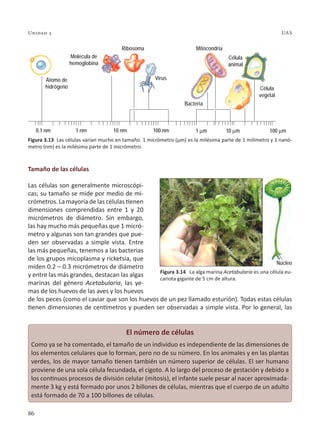 86
Unidad 3 UAS
Tamaño de las células
Las células son generalmente microscópi-
cas; su tamaño se mide por medio de mi-
crómetros. La mayoría de las células tienen
dimensiones comprendidas entre 1 y 20
micrómetros de diámetro. Sin embargo,
las hay mucho más pequeñas que 1 micró-
metro y algunas son tan grandes que pue-
den ser observadas a simple vista. Entre
las más pequeñas, tenemos a las bacterias
de los grupos micoplasma y ricketsia, que
miden 0.2 – 0.3 micrómetros de diámetro
y entre las más grandes, destacan las algas
marinas del género Acetabularia, las ye-
mas de los huevos de las aves y los huevos
de los peces (como el caviar que son los huevos de un pez llamado esturión). Todas estas células
tienen dimensiones de centímetros y pueden ser observadas a simple vista. Por lo general, las
Núcleo
Figura 3.14 La alga marina Acetabularia es una célula eu-
cariota gigante de 5 cm de altura.
Figura 3.13 Las células varían mucho en tamaño. 1 micrómetro (µm) es la milésima parte de 1 milímetro y 1 nanó-
metro (nm) es la milésima parte de 1 micrómetro.
El número de células
Como ya se ha comentado, el tamaño de un individuo es independiente de las dimensiones de
los elementos celulares que lo forman, pero no de su número. En los animales y en las plantas
verdes, los de mayor tamaño tienen también un número superior de células. El ser humano
proviene de una sola célula fecundada, el cigoto. A lo largo del proceso de gestación y debido a
los continuos procesos de división celular (mitosis), el infante suele pesar al nacer aproximada-
mente 3 kg y está formado por unos 2 billones de células, mientras que el cuerpo de un adulto
está formado de 70 a 100 billones de células.
Molécula de
hemoglobina
Átomo de
hidrógeno
0.1 nm 1 nm 10 nm 100 nm 1 mm 10 mm 100 mm
Ribosoma
Virus
Bacteria
Mitocondria
Célula
animal
Célula
vegetal
 
