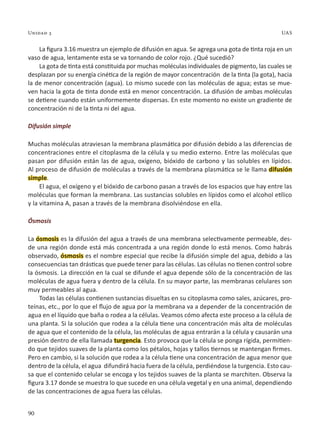 90
Unidad 3 UAS
La figura 3.16 muestra un ejemplo de difusión en agua. Se agrega una gota de tinta roja en un
vaso de agua, lentamente esta se va tornando de color rojo. ¿Qué sucedió?
La gota de tinta está constituida por muchas moléculas individuales de pigmento, las cuales se
desplazan por su energía cinética de la región de mayor concentración de la tinta (la gota), hacia
la de menor concentración (agua). Lo mismo sucede con las moléculas de agua; estas se mue-
ven hacia la gota de tinta donde está en menor concentración. La difusión de ambas moléculas
se detiene cuando están uniformemente dispersas. En este momento no existe un gradiente de
concentración ni de la tinta ni del agua.
Difusión simple
Muchas moléculas atraviesan la membrana plasmática por difusión debido a las diferencias de
concentraciones entre el citoplasma de la célula y su medio externo. Entre las moléculas que
pasan por difusión están las de agua, oxígeno, bióxido de carbono y las solubles en lípidos.
Al proceso de difusión de moléculas a través de la membrana plasmática se le llama difusión
simple.
El agua, el oxígeno y el bióxido de carbono pasan a través de los espacios que hay entre las
moléculas que forman la membrana. Las sustancias solubles en lípidos como el alcohol etílico
y la vitamina A, pasan a través de la membrana disolviéndose en ella.
Ósmosis
La ósmosis es la difusión del agua a través de una membrana selectivamente permeable, des-
de una región donde está más concentrada a una región donde lo está menos. Como habrás
observado, ósmosis es el nombre especial que recibe la difusión simple del agua, debido a las
consecuencias tan drásticas que puede tener para las células. Las células no tienen control sobre
la ósmosis. La dirección en la cual se difunde el agua depende sólo de la concentración de las
moléculas de agua fuera y dentro de la célula. En su mayor parte, las membranas celulares son
muy permeables al agua.
Todas las células contienen sustancias disueltas en su citoplasma como sales, azúcares, pro-
teínas, etc., por lo que el flujo de agua por la membrana va a depender de la concentración de
agua en el líquido que baña o rodea a la células. Veamos cómo afecta este proceso a la célula de
una planta. Si la solución que rodea a la célula tiene una concentración más alta de moléculas
de agua que el contenido de la célula, las moléculas de agua entrarán a la célula y causarán una
presión dentro de ella llamada turgencia. Esto provoca que la célula se ponga rígida, permitien-
do que tejidos suaves de la planta como los pétalos, hojas y tallos tiernos se mantengan firmes.
Pero en cambio, si la solución que rodea a la célula tiene una concentración de agua menor que
dentro de la célula, el agua difundirá hacia fuera de la célula, perdiéndose la turgencia. Esto cau-
sa que el contenido celular se encoga y los tejidos suaves de la planta se marchiten. Observa la
figura 3.17 donde se muestra lo que sucede en una célula vegetal y en una animal, dependiendo
de las concentraciones de agua fuera las células.
Unidad 3 UAS
 
