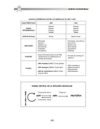 173
ALGUNAS DIFERENCIAS ENTRE LAS MOLÉCULAS DE ARN Y ADN
CARACTERÍSTICAS ARN ADN
BASES
NITROGENADAS
Adenina
Guanina
Citosina
Uracilo
Adenina
Guanina
Citosina
Timina
AZÚCAR (Pentosa) Ribosa Desoxirribosa
UBICACIÓN
- Ribosomas
- Nucleolo
- Genoma viral
- Mitocondrias
- Citoplasma
- Cloroplastos
- Cromosoma: eucariótico y
procariótico
- Genoma viral
- Mitocondrias
- Cloroplastos
- Plásmidos
FUNCIÓN
- Llevar información genética del ADN
(núcleo) hacia el citoplasma para la
síntesis de proteínas
- Portador de información
genética
CLASES
- ARN ribosómico (ARNr): forma globular.
- ARN mensajero (ARNm): forma lineal.
- ARN de transferencia (ARNt): forma
hoja de trébol.
- ADN cromosómico
- ADN mitocondrial
- ADN plastidial
- ADN plasmídico
DOGMA CENTRAL DE LA BIOLOGÍA MOLECULAR
Transcripción directa Traducción
ADN ARN PROTEÍNA
Transcripción inversa
 