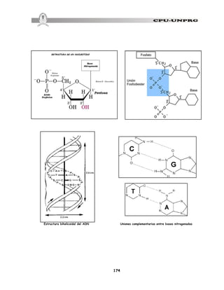 174
Estructura bihelicoidal del ADN Uniones complementarias entre bases nitrogenadas
 