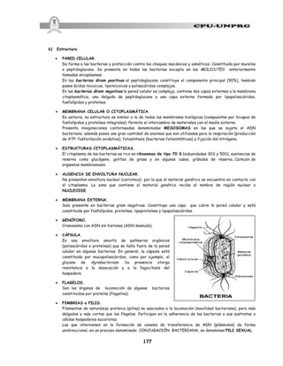 177
b) Estructura:
· PARED CELULAR.
Da forma a las bacterias y protección contra los choques mecánicos y osmóticos. Constituida por mureína
o peptidoglucano. Se presenta en todas las bacterias excepto en las MOLICUTES anteriormente
llamadas micoplasmas.
En las bacterias Gram positivas el peptidoglucano constituye el componente principal (90%), también
posee ácidos teicoicos, lipoteicoicos y polisacáridos complejos.
En las bacterias Gram negativas la pared celular es compleja, contiene dos capas externas a la membrana
citoplasmática, una delgada de peptidoglucano y una capa externa formada por lipopolisacáridos,
fosfolípidos y proteínas.
· MEMBRANA CELULAR O CITOPLASMÁTICA.
Es unitaria, su estructura es similar a la de todas las membranas biológicas (compuestas por bicapas de
fosfolípidos y proteínas integrales). Permite el intercambio de materiales con el medio externo.
Presenta invaginaciones contorneadas denominadas MESOSOMAS en las que se sujeta el ADN
bacteriano; además posee una gran cantidad de enzimas que son utilizadas para la respiración (producción
de ATP: fosforilación oxidativa), fotosíntesis (bacterias fotosintéticas) y fijación del nitrógeno.
· ESTRUCTURAS CITOPLASMÁTICAS.
El citoplasma de las bacterias es rico en ribosomas de tipo 70 S (subunidades 30S y 50S), sustancias de
reserva como glucógeno, gotitas de grasa y en algunos casos, gránulos de reserva. Carecen de
organelos membranosos.
· AUSENCIA DE ENVOLTURA NUCLEAR.
No presentan envoltura nuclear (carioteca) por lo que el material genético se encuentra en contacto con
el citoplasma. La zona que contiene el material genético recibe el nombre de región nuclear o
NUCLEOIDE.
· MEMBRANA EXTERNA.
Solo presente en bacterias gram negativas. Constituye una capa que cubre la pared celular y está
constituida por fosfolípidos, proteínas, lipoproteínas y lipopolisacáridos.
· GENÓFORO.
Cromosoma con ADN sin histonas (ADN desnudo).
· CÁPSULA.
Es una envoltura amorfa de polímeros orgánicos
(polisacáridos o proteínas) que se halla fuera de la pared
celular en algunas bacterias. En general, la cápsula está
constituida por mucopolisacáridos, como por ejemplo, el
glucano de Agrobacterium. Su presencia otorga
resistencia a la desecación y a la fagocitosis del
hospedero.
· FLAGELOS.
Son los órganos de locomoción de algunas bacterias
constituidos por proteína (flagelina).
· FIMBRIAS o PILIS.
Filamentos de naturaleza proteica (pilina) no asociados a la locomoción (movilidad bacteriana), pero más
delgados y más cortos que los flagelos. Participan en la adherencia de las bacterias a sus sustratos o
células hospederas eucariotas.
Los que intervienen en la formación de canales de transferencia de ADN (plásmidos) de forma
unidireccional, en un proceso denominado CONJUGACIÓN BACTERIANA, se denominan PILI SEXUAL.
 