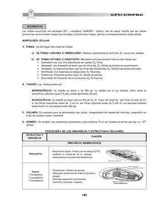180
EUCARIOTAS
Las células eucariotas son nucleadas (EU = verdadero; KARION = núcleo). Son de mayor tamaño que las células
procariotas, pero al mismo tiempo muy variables. Los protistas, hongos, plantas y animales presentan estas células.
MORFOLOGÍA CELULAR
A. FORMA: Se distinguen dos clases de células:
a) DE FORMA VARIABLE O IRREGULARES: Cambian constantemente de forma. Ej. Leucocitos, amebas.
b) DE FORMA ESTABLE O CONSTANTE: Mantienen su forma durante toda su vida. Pueden ser:
§ Isodiamétricas: Las tres dimensiones son iguales. Ej. Óvulo.
§ Aplanadas: Una dimensión es menor que las otras dos. Ej. Células epiteliales de revestimiento.
§ Alargadas: Su longitud es mayor que las otras dos dimensiones. Ej. Células musculares estriadas.
§ Estrelladas: Con numerosas prolongaciones. Ej. Neuronas.
§ Poliédricas: Presentan muchos lados. Ej. Células de plantas.
§ Discoidales: En forma de discos bicóncavos. Ej. Eritrocitos.
B. TAMAÑO: Las células pueden ser:
MICROSCÓPICAS: Su tamaño es menor a los 100 µm, no visibles por el ojo humano, entre estas se
encuentran: glóbulos rojos (7,5 µm), células epiteliales (30 µm).
MACROSCÓPICAS: Su tamaño es mayor que los 100 µm. Ej. El huevo del avestruz que tiene un radio de 0,1
m, las fibras musculares miden de 2 a6 cm, las fibras vegetales miden de 5 a18 cm, las neuronas humanas
miden hasta 1 m, las amebas miden 300 µm.
C. VOLUMEN: Es constante para un determinado tipo celular, independiente del tamaño del individuo, compatible con
la ley del volumen celular constante.
D. NÚMERO: Es variable; hay organismos unicelulares y pluricelulares. En el ser humano se estima que hay 6 x 1013
células.
FISIOLOGÍA DE LOS ORGANELOS Y ESTRUCTURAS CELULARES
ESTRUCTURA Y
ORGANELOS
FUNCIÓN
ORGANELOS MEMBRANOSOS
Mitocondrias
- Respiración celular. Producción de energía (ATP)
mediante la utilización de la energía
almacenada en las moléculas alimenticias.
Plastos
* Cloroplastos
* Leucoplastos
* Cromoplastos
- Fotosíntesis: Síntesis de glucosa.
- Almacenan sustancias de reserva (almidón y
grasas).
- Contienen pigmentos carotenoides
(xantofila, caroteno, licopeno).
 