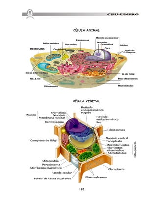 182
CÉLULA ANIMAL
CÉLULA VEGETAL
 