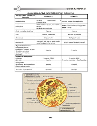 183
CUADRO COMPARATIVO ENTRE PROCARIOTAS Y EUCARIOTAS
ESTRUCTURA Y ORGANELOS
CELULARES
PROCARIOTAS EUCARIOTA
Representantes
Bacterias, cianobacterias y
arqueobacterias.
Protistas, hongos, plantas y animales.
Pared celular
Cianobacterias: celulosa, hemicelulosa y
pectina.
Bacterias: peptidoglucano
Plantas: Celulosa, hemicelulosa y pectina
Hongos: Quitina.
Membrana nuclear (carioteca) Ausente Presente
ADN Desnudo: Sin histonas Asociado con histonas
Cromosomas Único, circular Múltiples, lineales
Reproducción
Asexual (Fisión binaria): la más común.
Sexual: conjugación bacteriana.
Mitosis (asexual) y meiosis (sexual).
Organelos membranosos:
Cloroplastos, Retículo
Endoplásmico, Complejo de Golgi,
Vacuolas, mitocondrias,
lisosomas, peroxisomas,
glioxisomas.
Ausentes Presentes
Organelos no membranosos:
Ribosomas
Centriolos
Presentes (70 S)
Ausentes
Presentes (80 S)
Presentes en animales y algas flageladas.
Citoesqueleto:
Microtúbulos, Microfilamentos y
Filamentos Intermedios.
Ausentes Presentes
Inclusiones citoplasmáticas Presentes Presentes
 