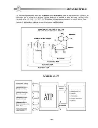 185
La fosforilación más común, suele ser la oxidativa, en la mitocondria; donde el paso de NADH2 ; FADH2 y los
electrones por la cadena de citocromos (Cadena Respiratoria) produce la unión del grupo fosfato al ADP,
formando así el ATP. (ADP + Pi à ATP). El ATP no es una molécula de almacenamiento de energía a largo plazo.
La unión de ADENINA + RIBOSA forman un nucleósido: la ADENOSINA.
ESTRUCTURA MOLECULAR DEL ATP
FUNCIONES DEL ATP
Nucleósido
Nucleótido : AMP
Nucleótido : ADP
Nucleótido : ATP
v CARBOHIDRATOS
v GRASAS.
v PROTEÍNAS.
v ÁCIDOS NUCLEICOS.
v LÍPIDOS.
SINTESIS
RESPIRACIÓN
TRANSPORTE ACTIVO
ENERGÍA MECÁNICA
(Trabajo muscular)
ENERGÍA LUMINOSA
(Bioluminiscencia)
ENERGÍA ELECTRICA
(Impulso nervioso)
ENERGÍA QUÍMICA
(Biosíntesis de proteínas,
grasas, etc.)
ENERGÍA CALÓRICA
(Calor corporal).
 