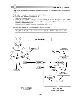 187
De esta ecuación podemos deducir que por cada 2 moléculas de agua se forman 3 moléculas de ATP y 1 molécula
de Oxígeno.
FASE OSCURA. Reacción Termoquímica o Ciclo de Calvin – Benson.
Se lleva a cabo en el estroma y puede resumirse en:
§ Carboxilación o fijación de CO2.
§ Síntesis de gliceraldehido-3-fosfato o fosfogliceraldehído (PGAL) con utilización de ATP y NADPH
(generados durante las reacciones luminosas) y posterior síntesis de glucosa. También fabrican otras
sustancias, como proteínas y lípidos.
§ Regeneración de Bifosfato de ribulosa o Ribulosa -1,5-di fosfato (RDP)
Las reacciones realizadas por este proceso pueden resumirse como sigue:
12 NADPH+H + 18 ATP + 6 CO2 C6H1206 + 12 NADP + 18 ADP + 18 Pi + H2O
FASE OSCURA
Ciclo de Calvin - Benson
H2O
FASE LUMINOSA
Ciclo de Hill
FOTOSÍNTESIS
RIBULOSA
1,5 DIFOSFATO
3 FOSFO
GLICÉRICO
3 FOSFO
GLICERALDEHIDO
GLUCOSA
ALMIDÓN
ADP
ATP
NADP
NADPH
+
2
CO2
O2
2H+
NADP
ADP + Pi
NADPH+
ATP
AMBIENTE
CLOROFILA
LUZ
2
 