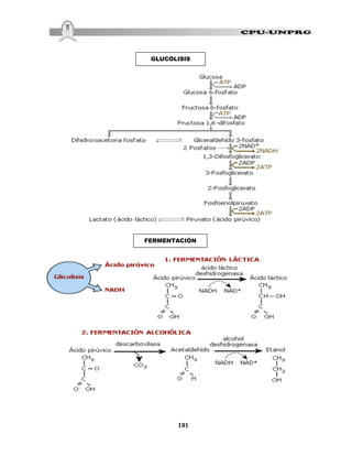 191
GLUCÓLISIS
FERMENTACIÓN
 
